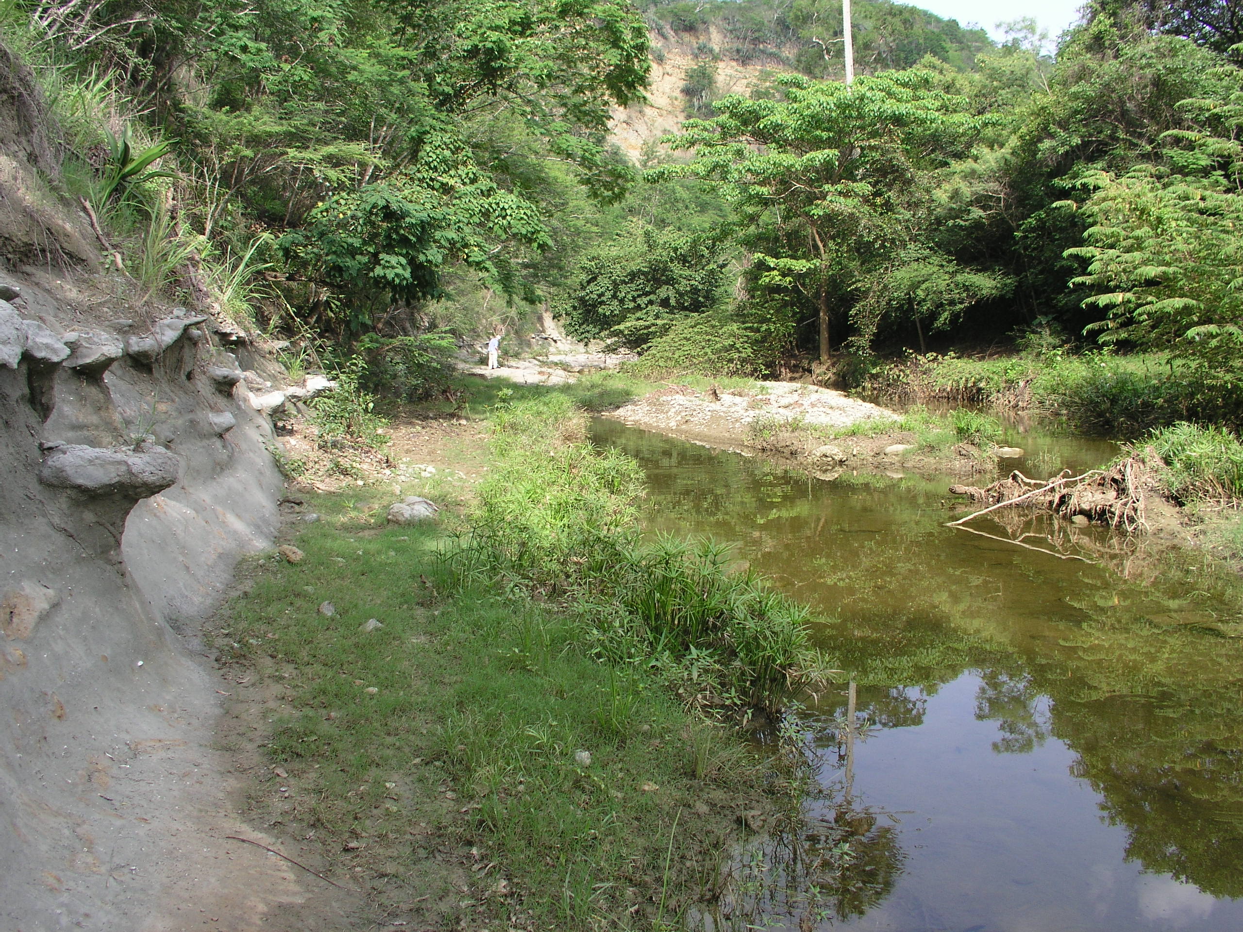 Sediments along this stream in the Dominican Republic contain fossil corals.